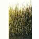 Eumer Nutria Hair