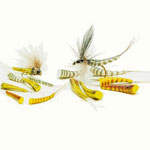 Spinner Bodies