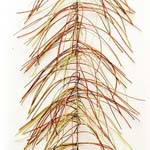 Wiggle Hackle