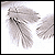 Moorhen