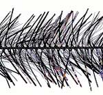 Tri Lobal Hackle - Crystal Mix