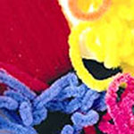 Fluorescent Wool